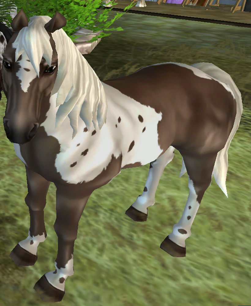 American Paint - Everything Star Stable