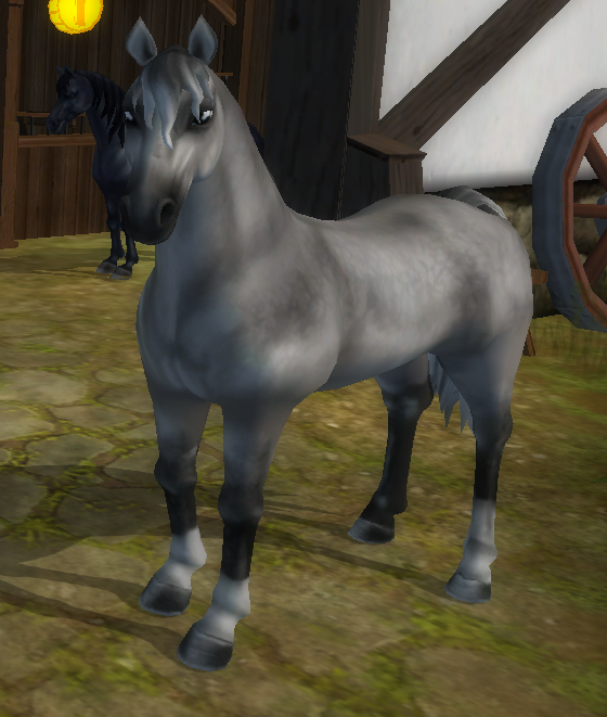 Morgan - Everything Star Stable